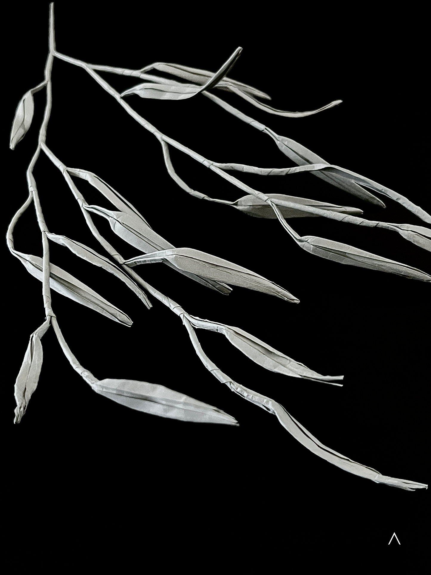 Weeping Willow 垂柳