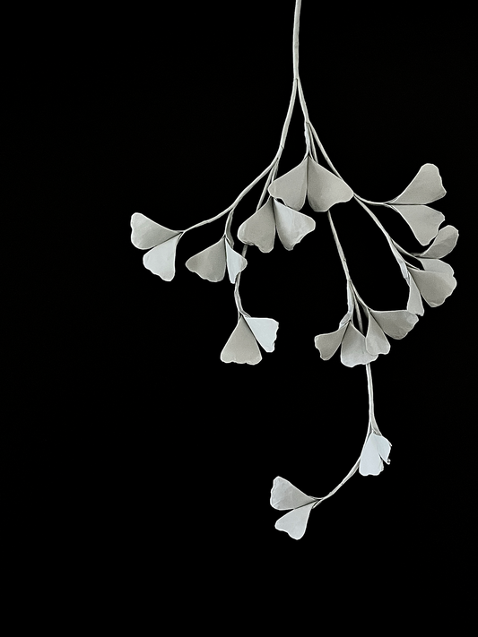 Ginkgo 银杏
