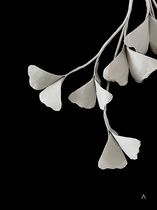 Ginkgo 银杏