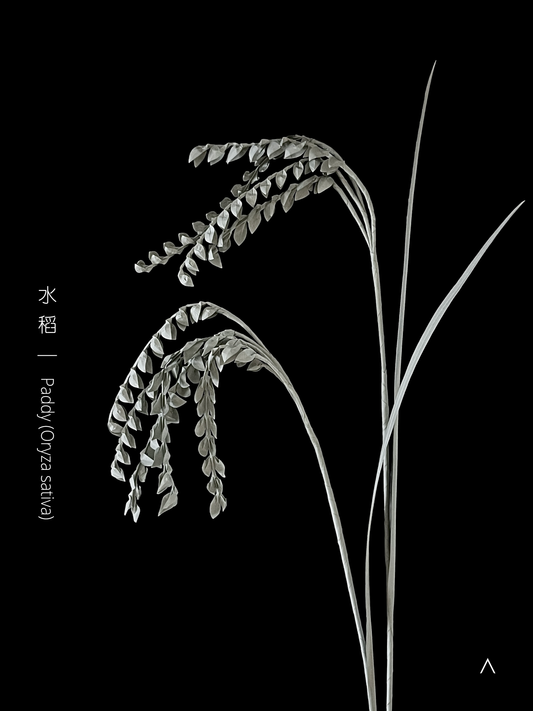 Paddy 水稻