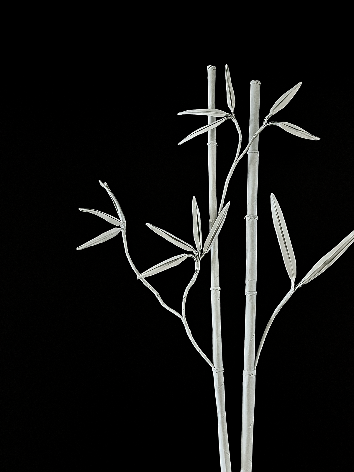 Bamboo 竹子