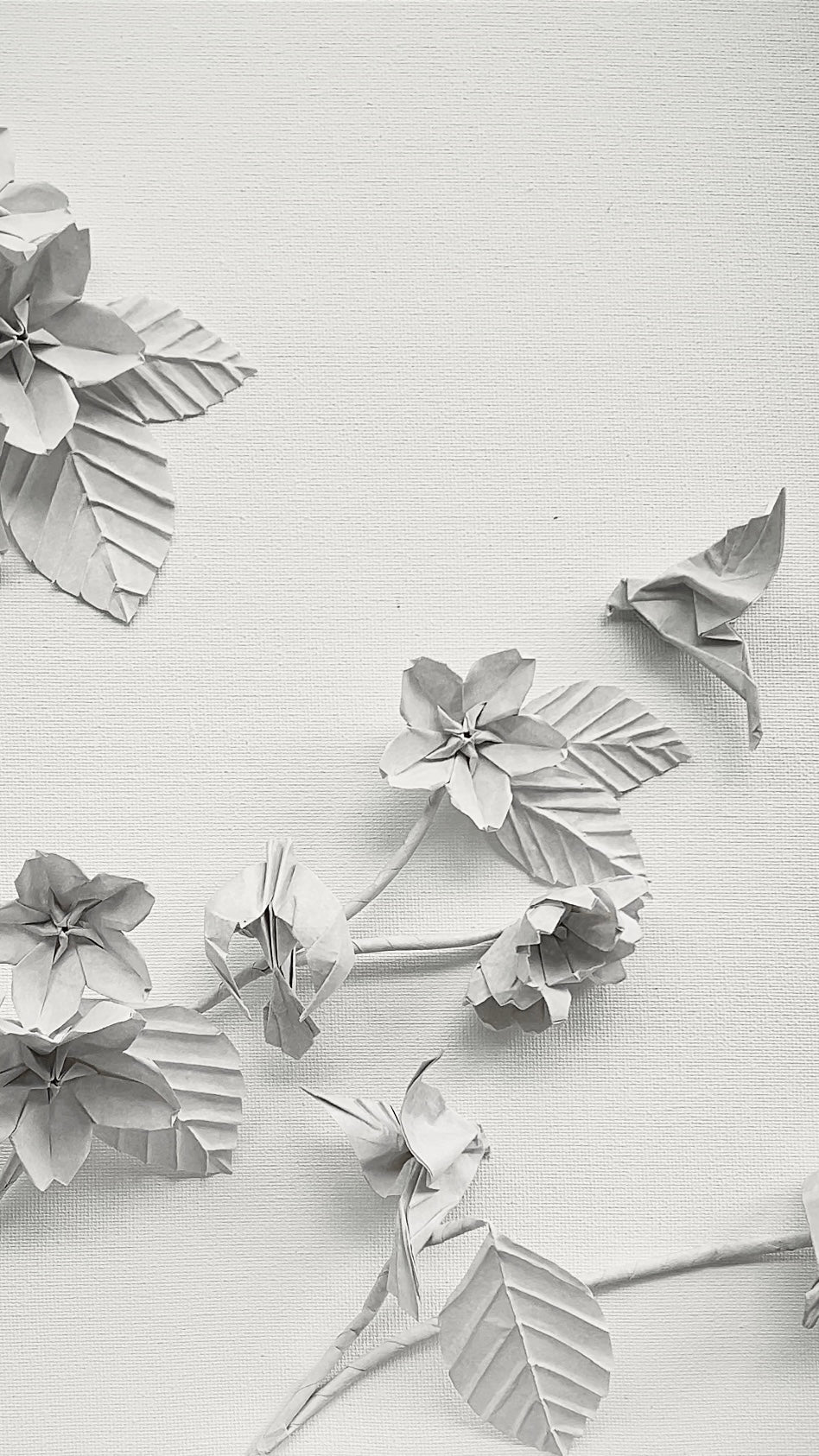 Blossoms . Fleeting Beauty of Hope