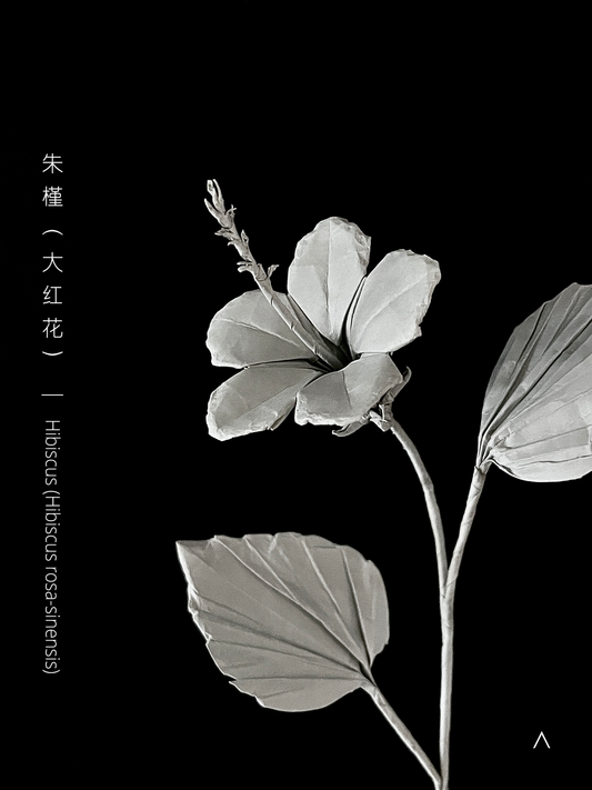 Hibiscus 朱槿