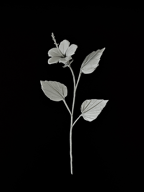 Hibiscus 朱槿