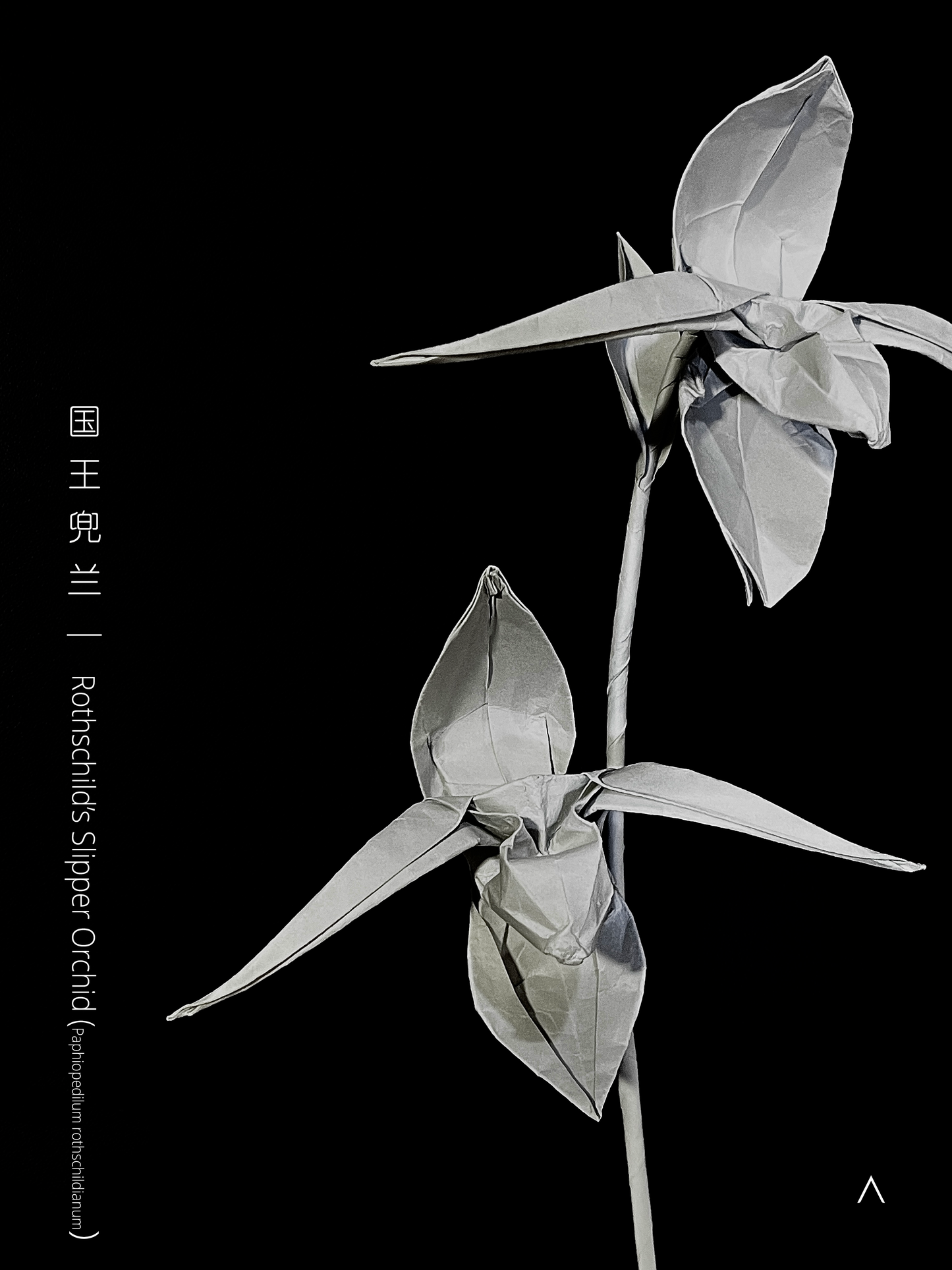 Rothschild's Slipper Orchid 国王兜兰