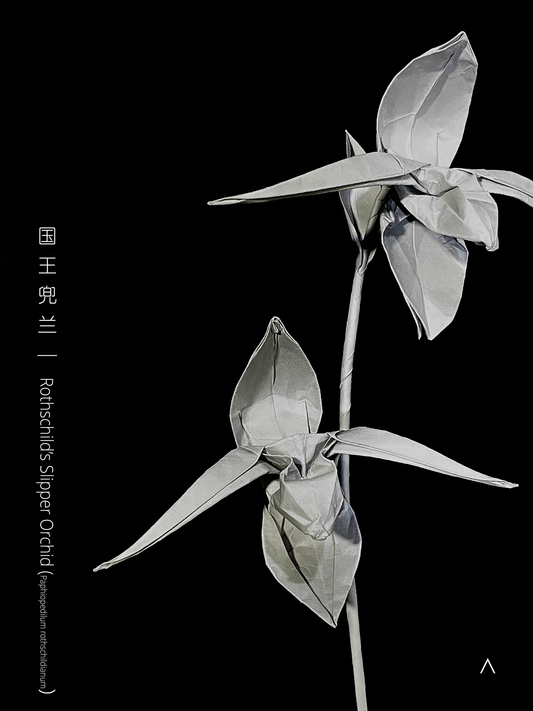 Rothschild's Slipper Orchid 国王兜兰