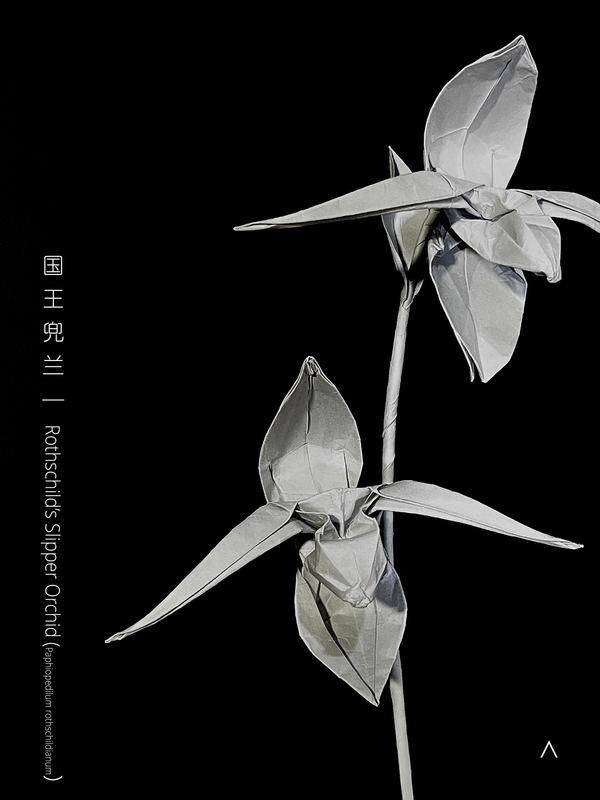 Rothschild's Slipper Orchid 国王兜兰