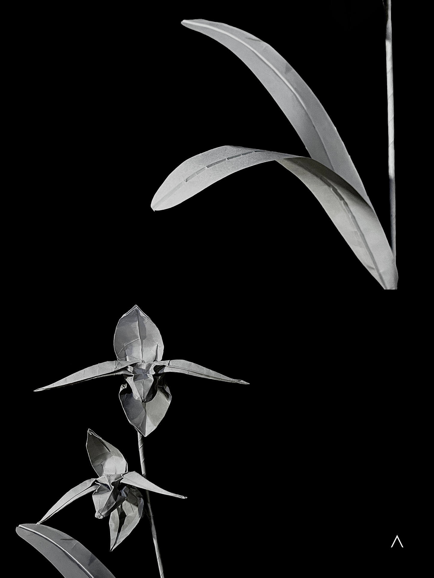 Rothschild's Slipper Orchid 国王兜兰