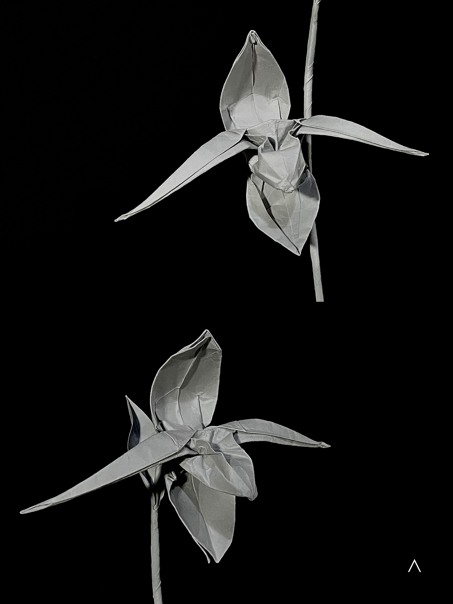 Rothschild's Slipper Orchid 国王兜兰
