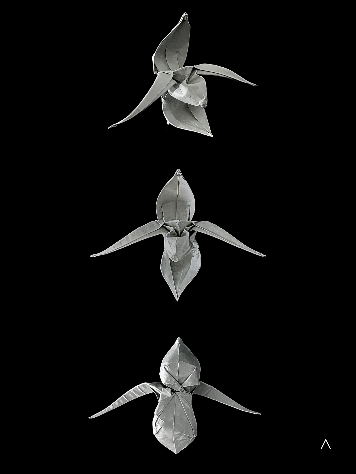 Rothschild's Slipper Orchid 国王兜兰