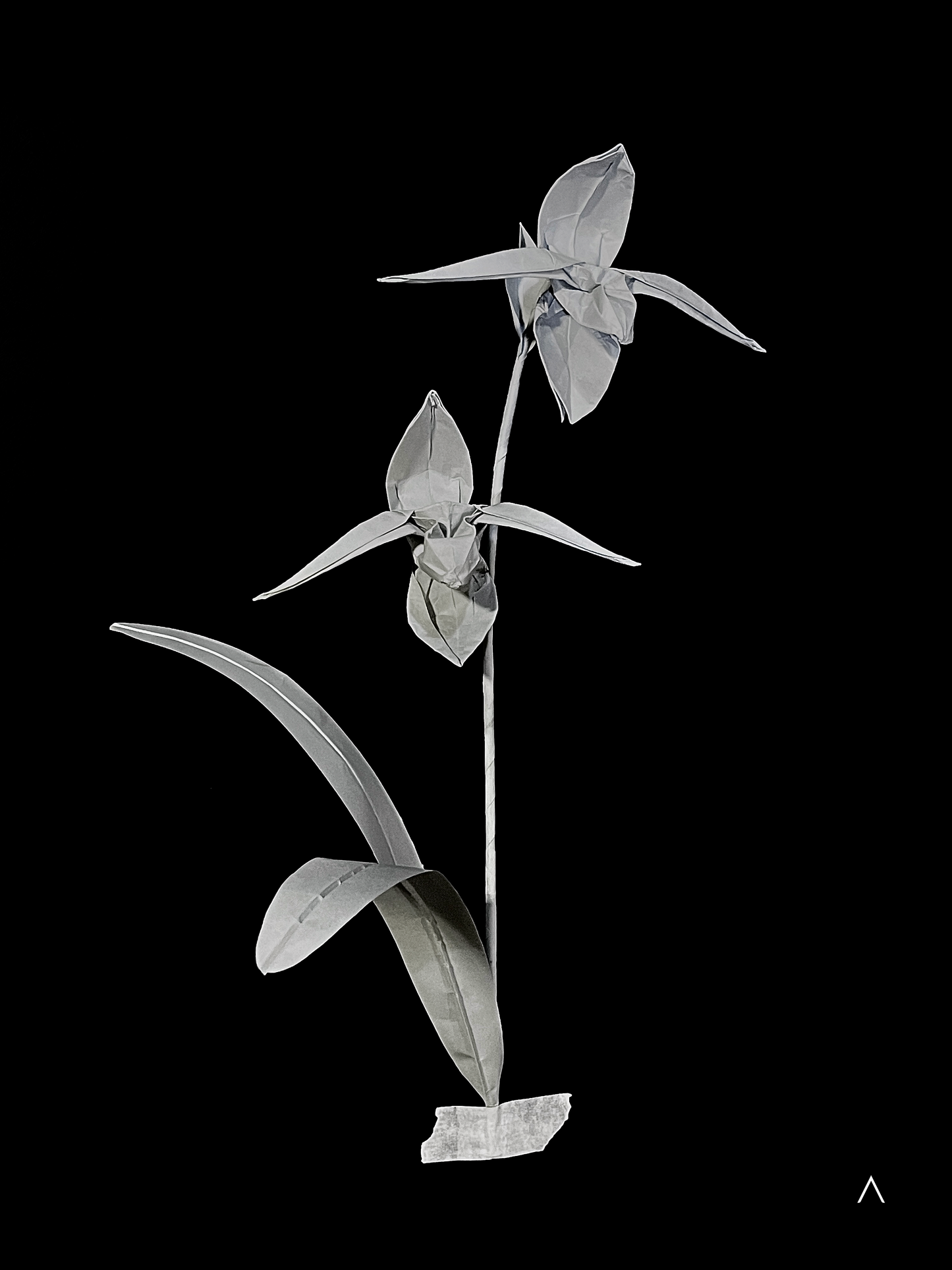 Rothschild's Slipper Orchid 国王兜兰