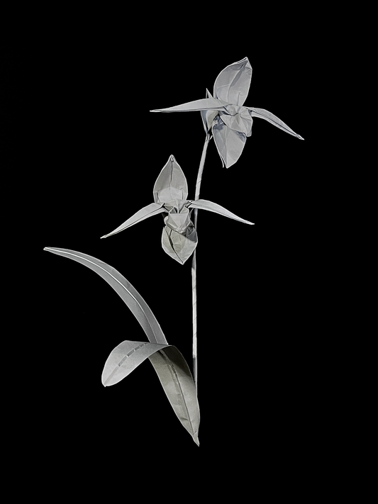 Rothschild's Slipper Orchid 国王兜兰