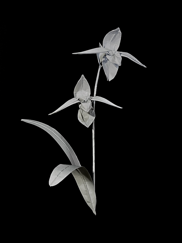 Rothschild's Slipper Orchid 国王兜兰