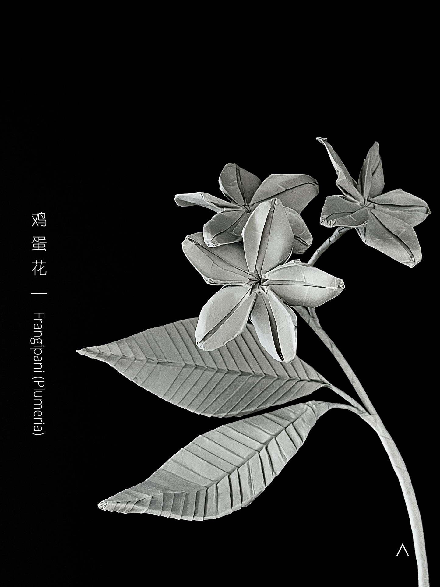 Frangipani 鸡蛋花