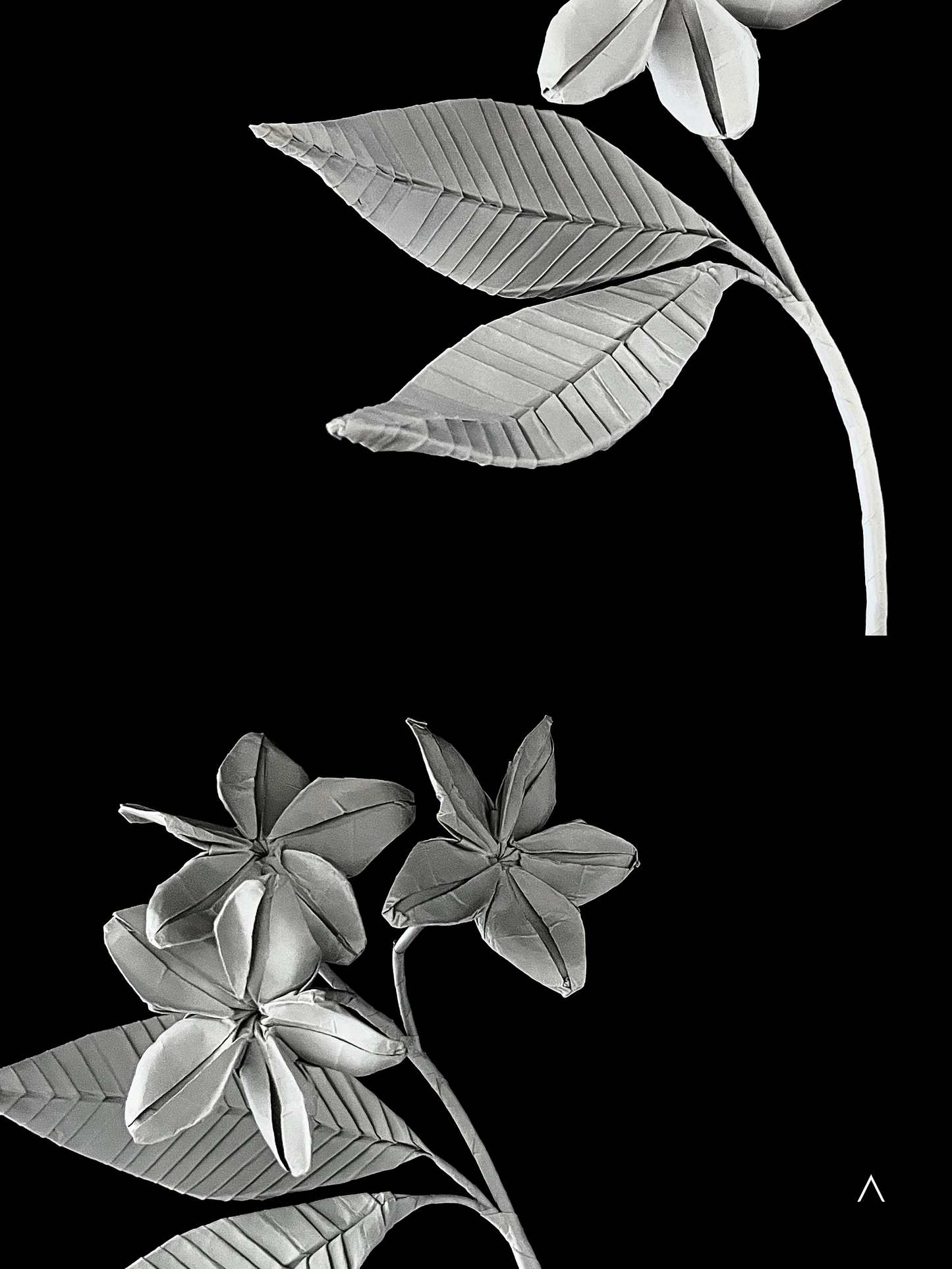 Frangipani 鸡蛋花