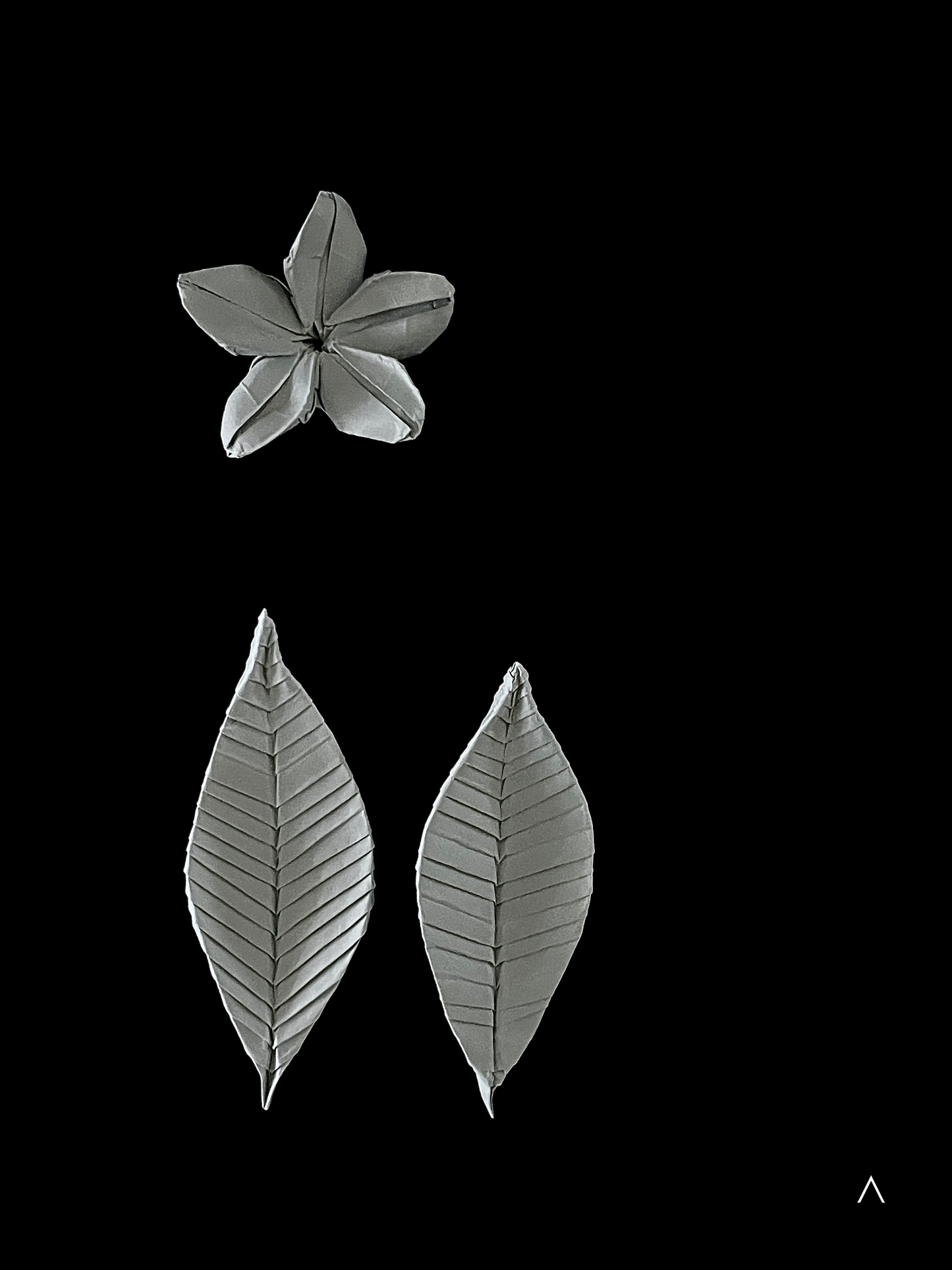 Frangipani 鸡蛋花