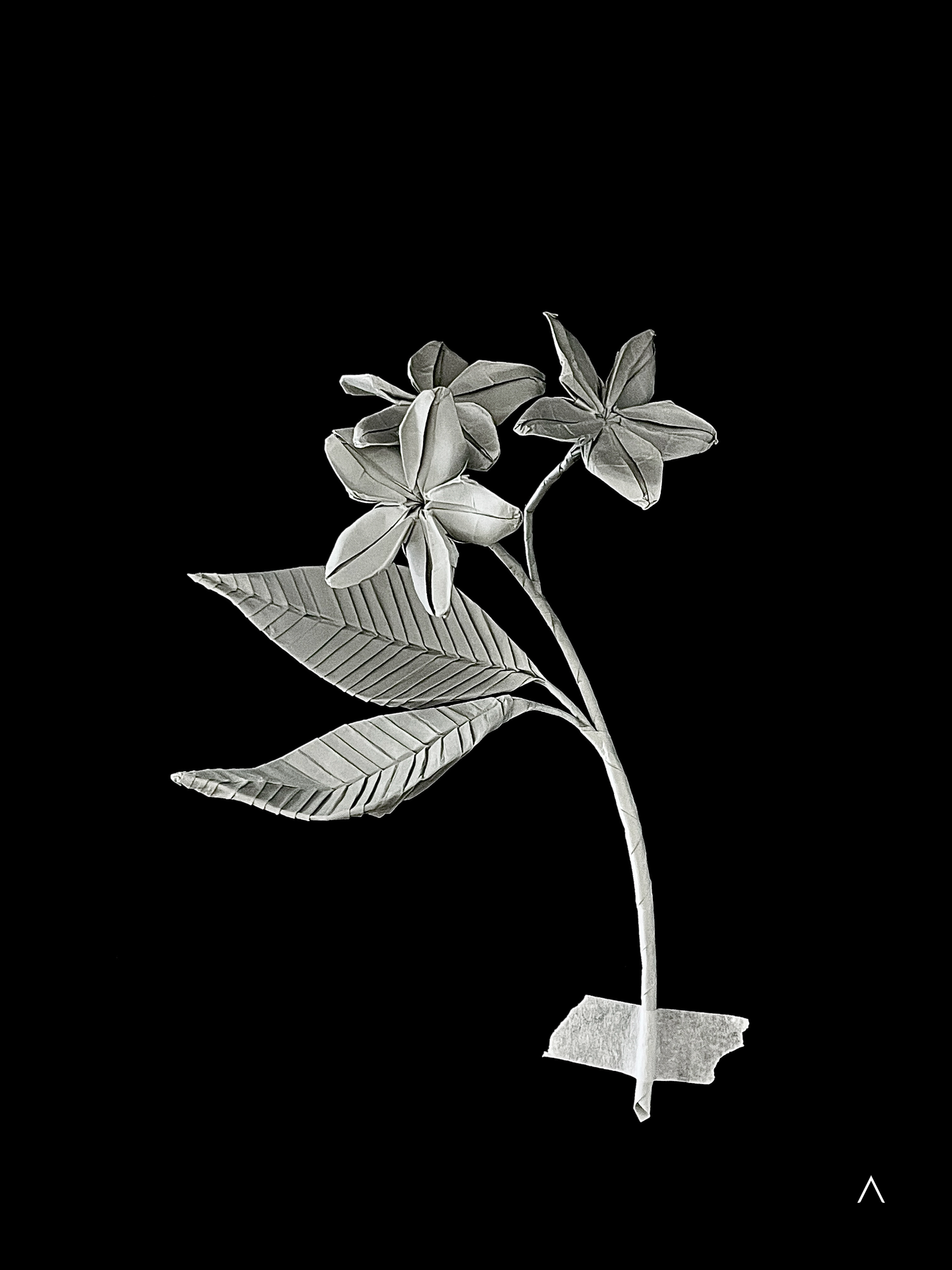 Frangipani 鸡蛋花