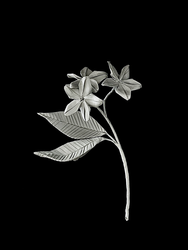 Frangipani 鸡蛋花