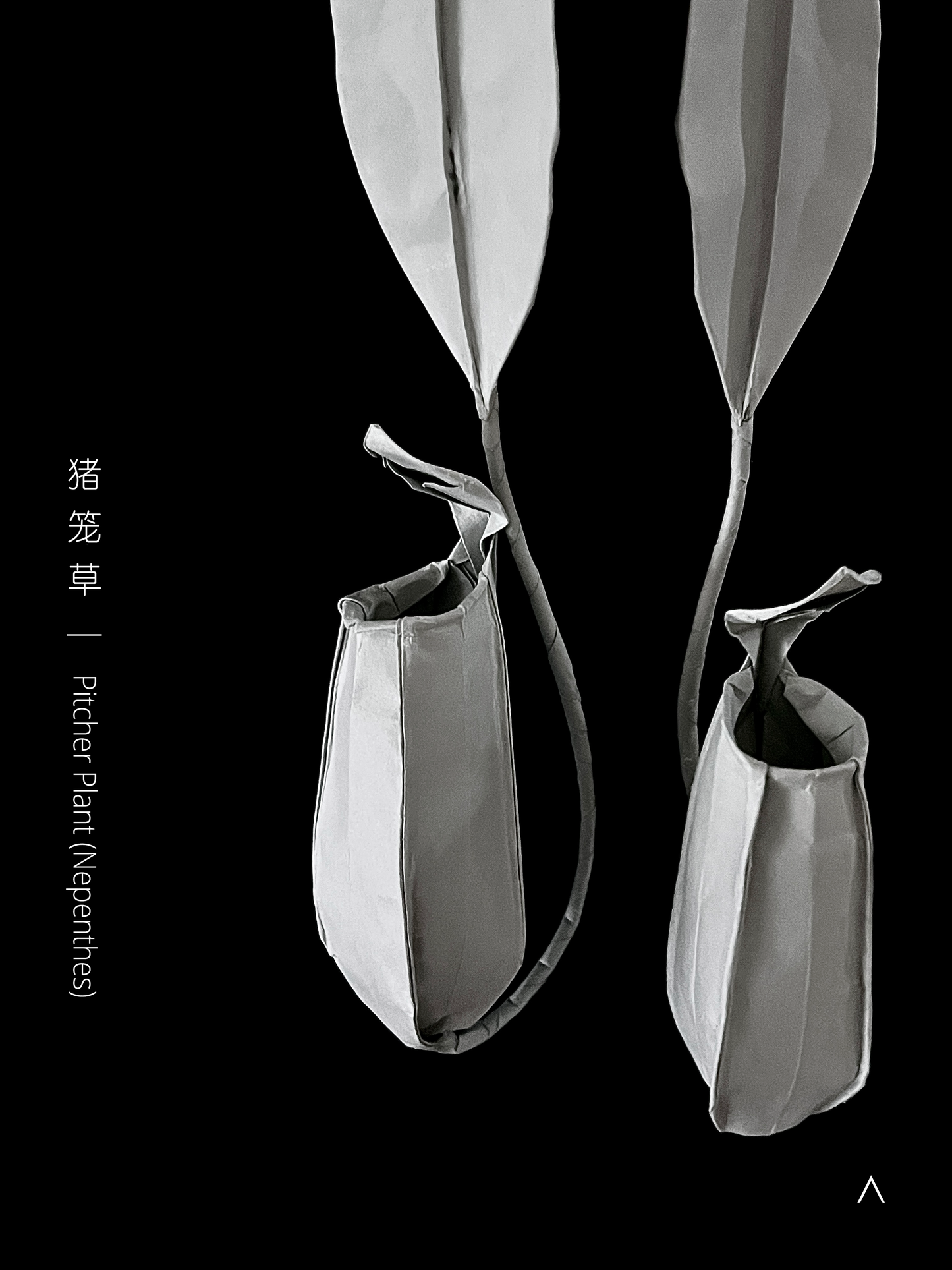 Pitcher Plant 猪笼草