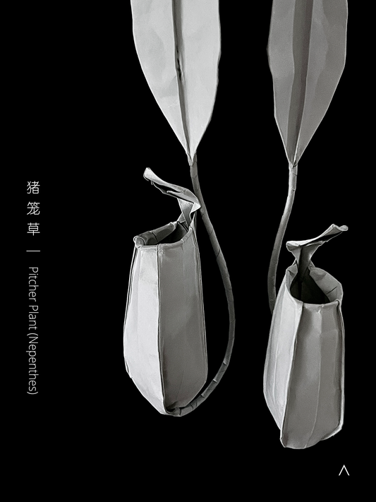 Pitcher Plant 猪笼草