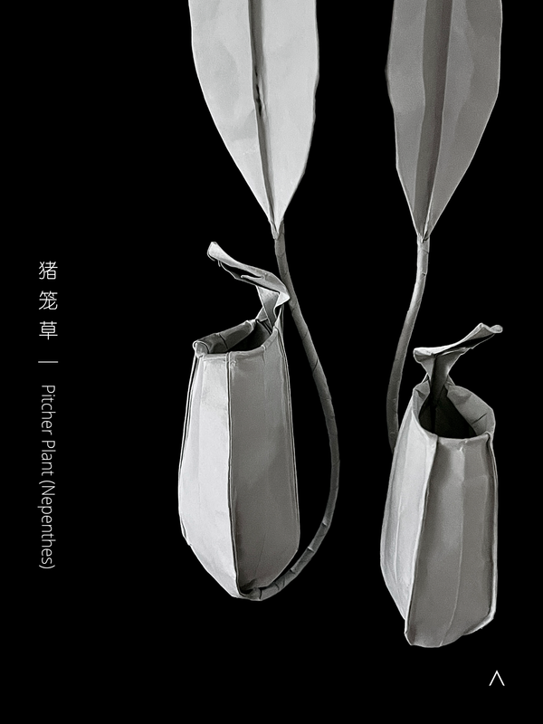 Pitcher Plant 猪笼草