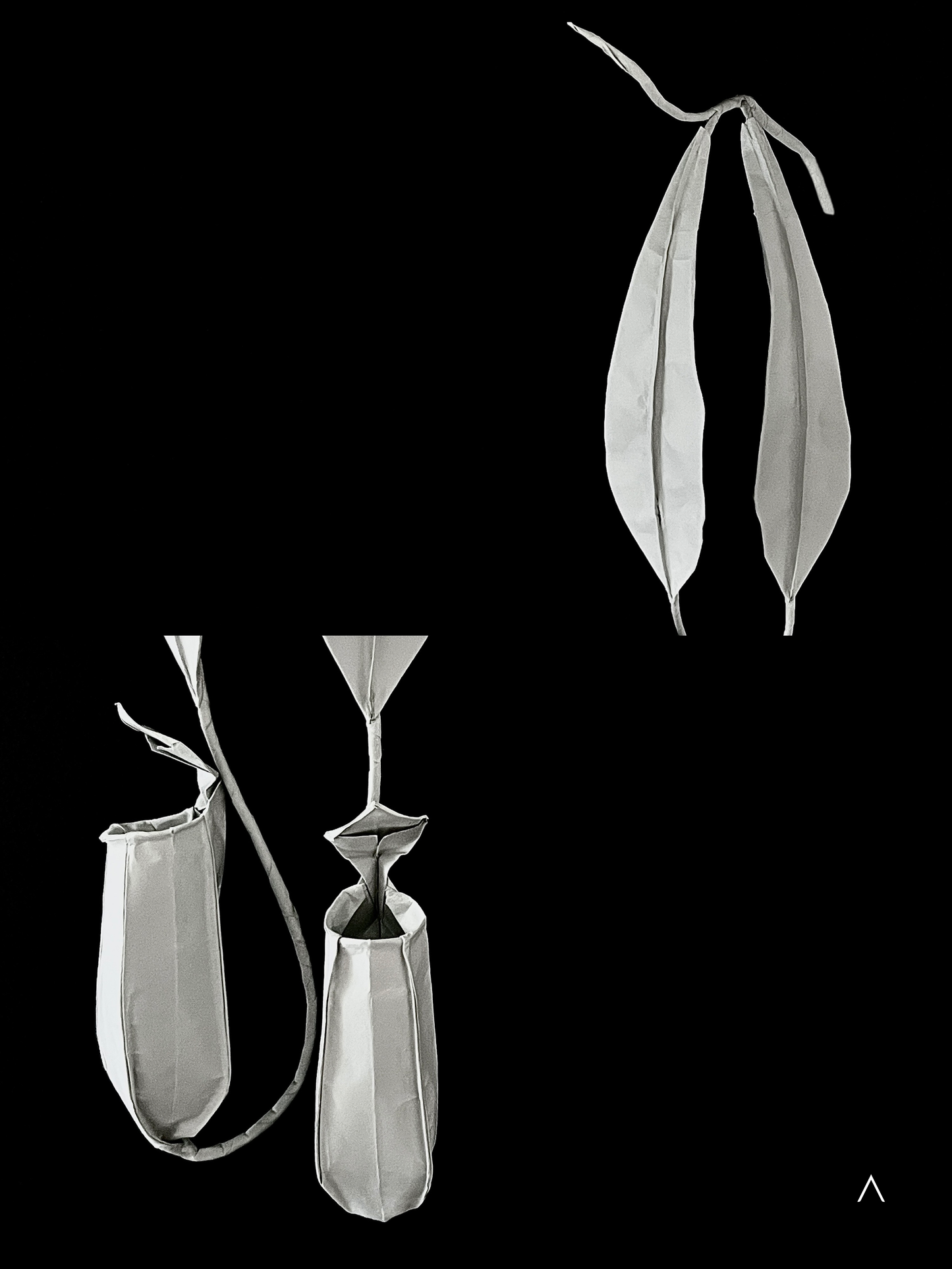 Pitcher Plant 猪笼草