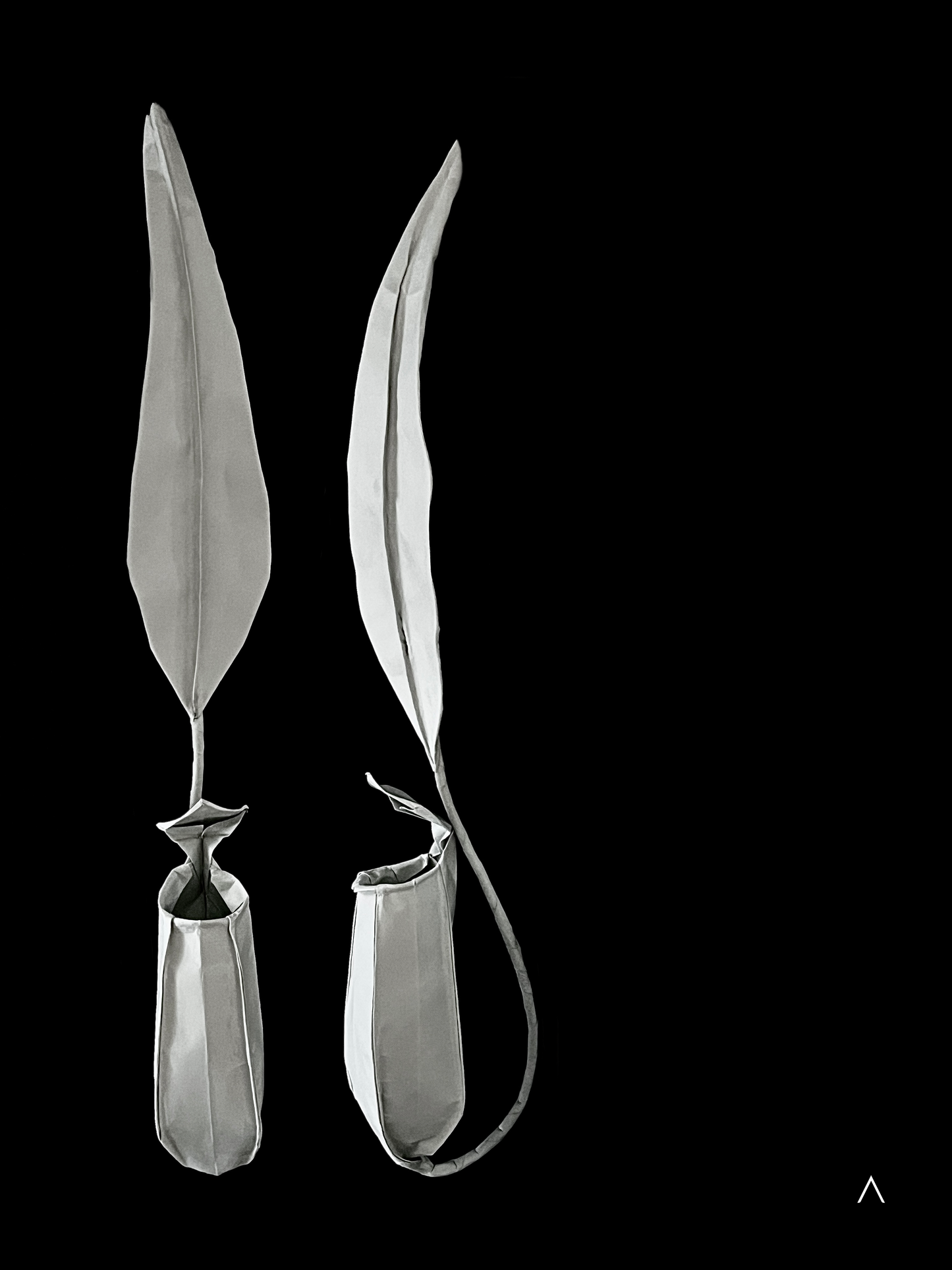 Pitcher Plant 猪笼草