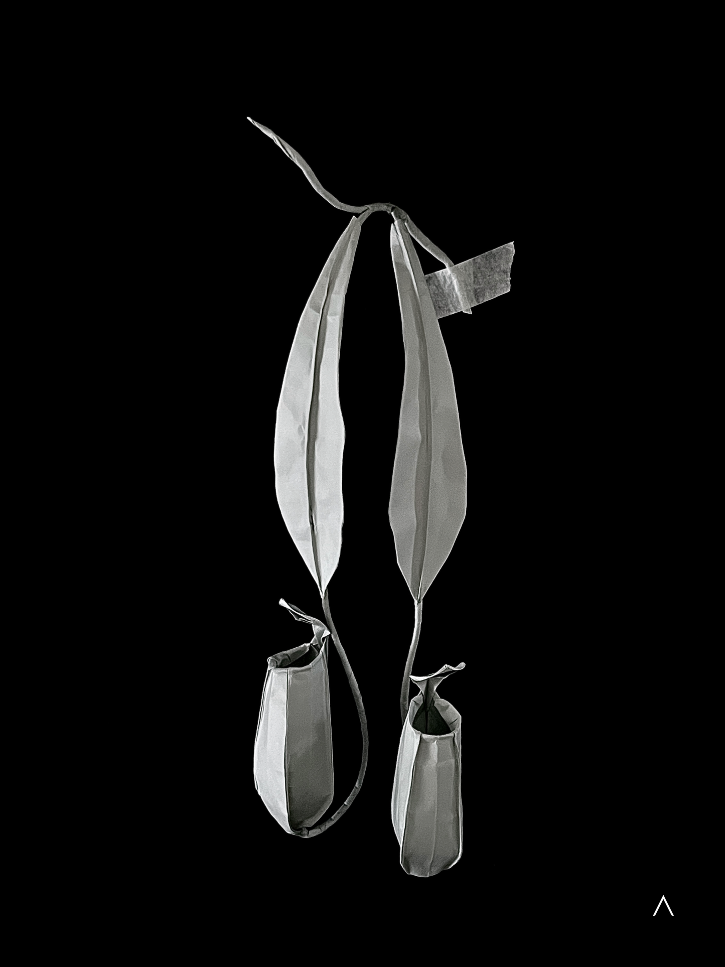 Pitcher Plant 猪笼草