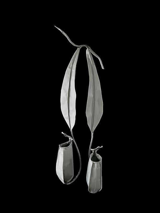 Pitcher Plant 猪笼草