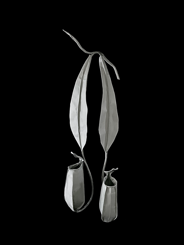 Pitcher Plant 猪笼草