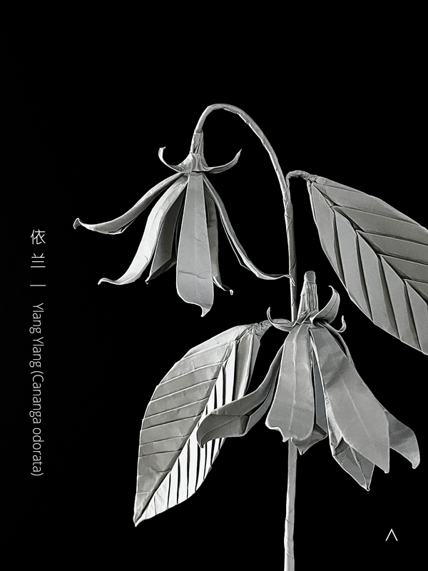 Ylang Ylang 依兰