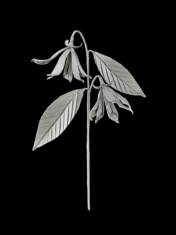 Ylang Ylang 依兰