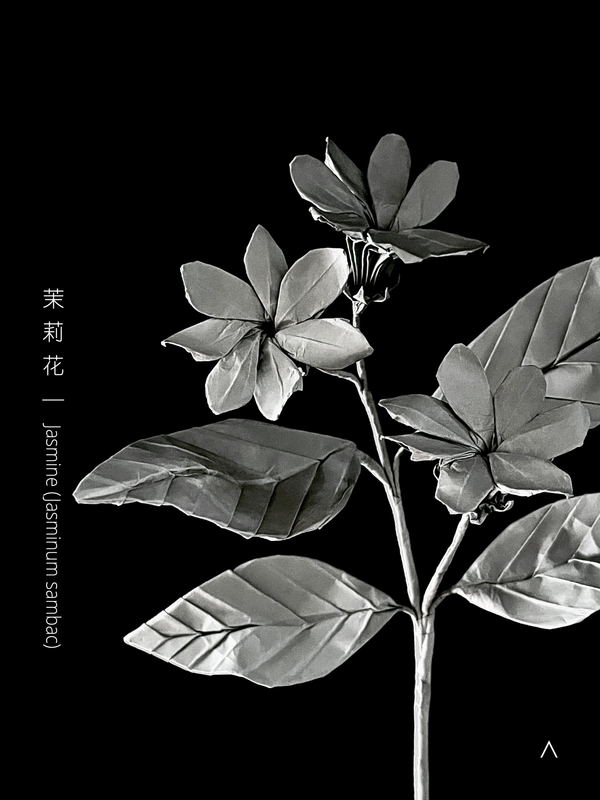 Jasmine 茉莉