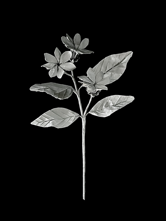 Jasmine 茉莉