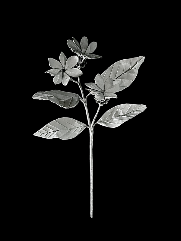 Jasmine 茉莉