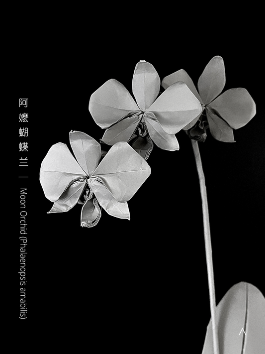 Moon Orchid 白蝴蝶兰