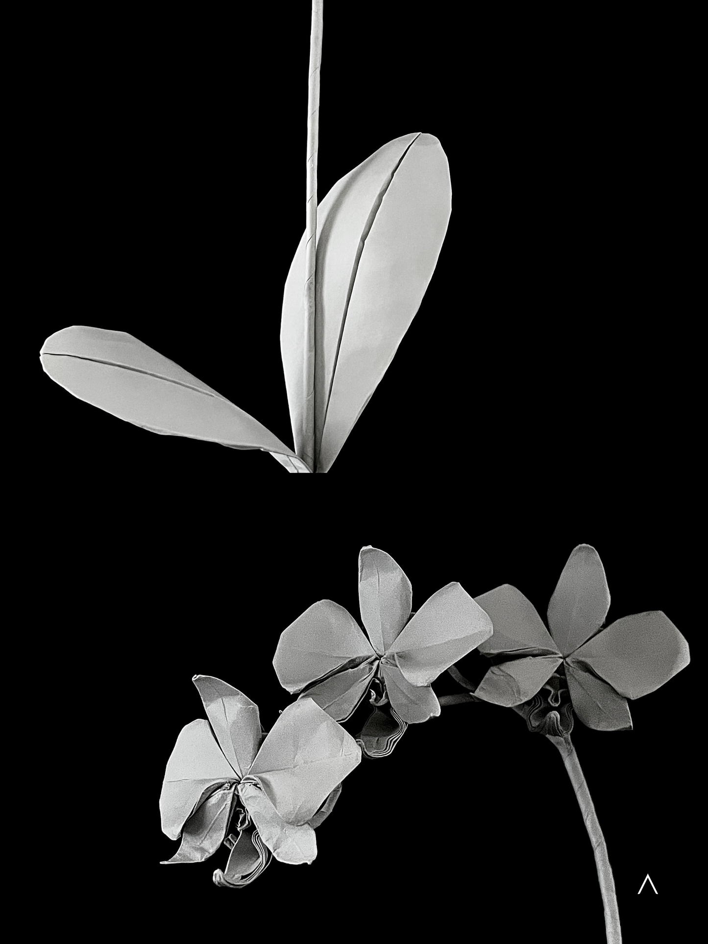 Moon Orchid 白蝴蝶兰