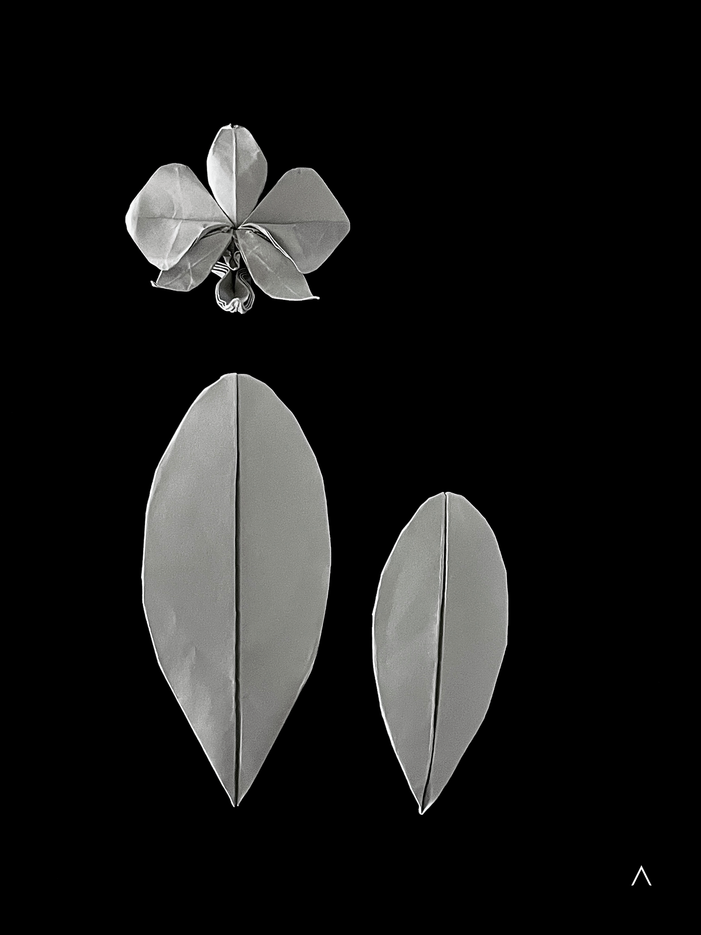 Moon Orchid 白蝴蝶兰