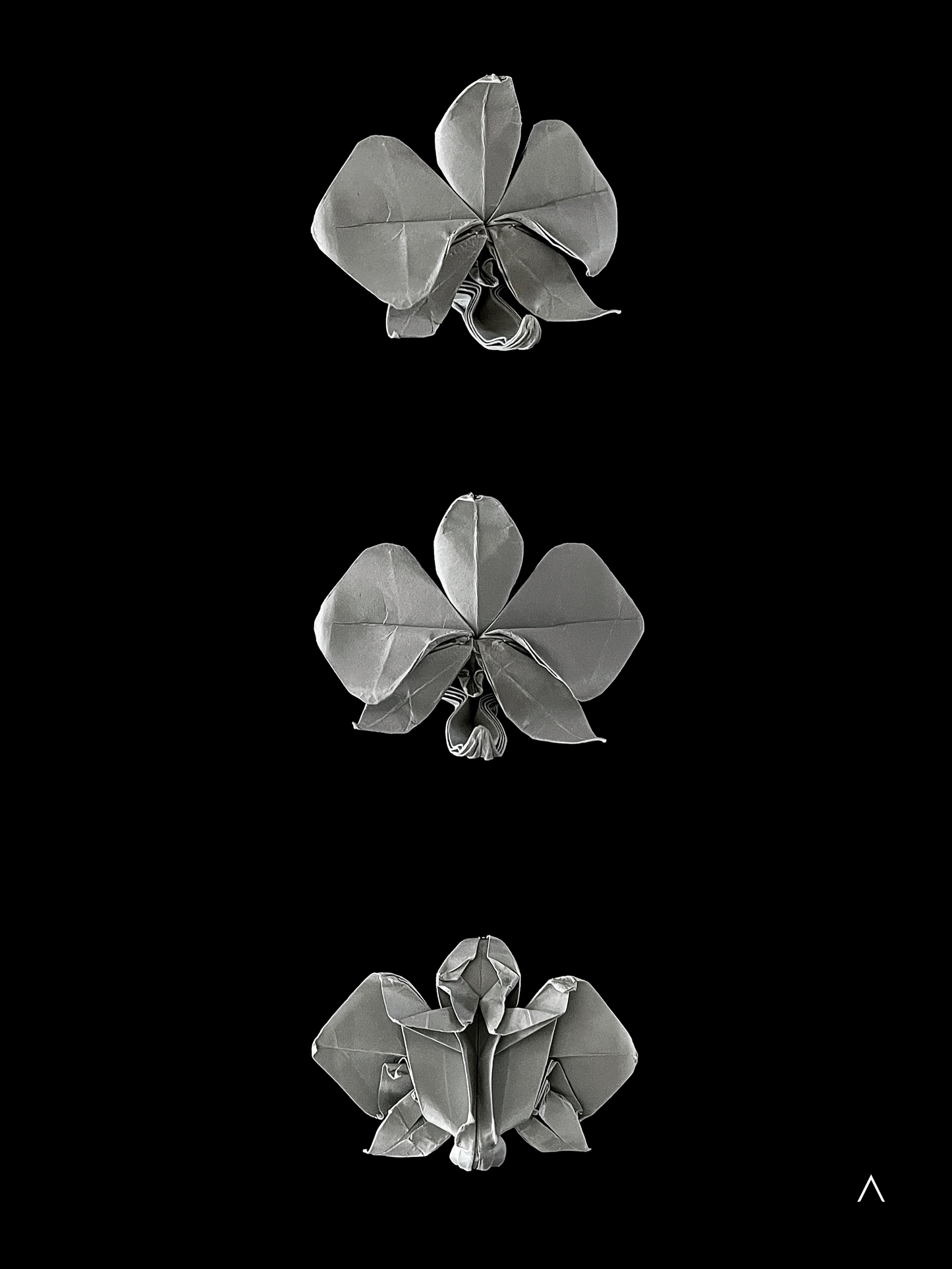 Moon Orchid 白蝴蝶兰