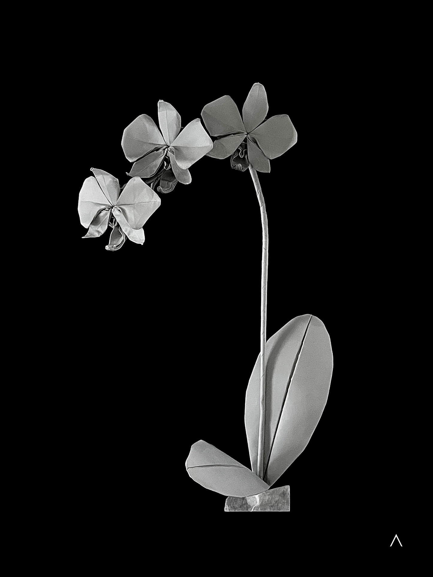 Moon Orchid 白蝴蝶兰