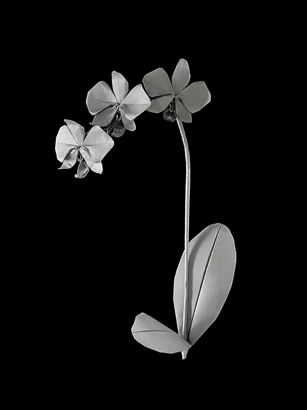 Moon Orchid 白蝴蝶兰