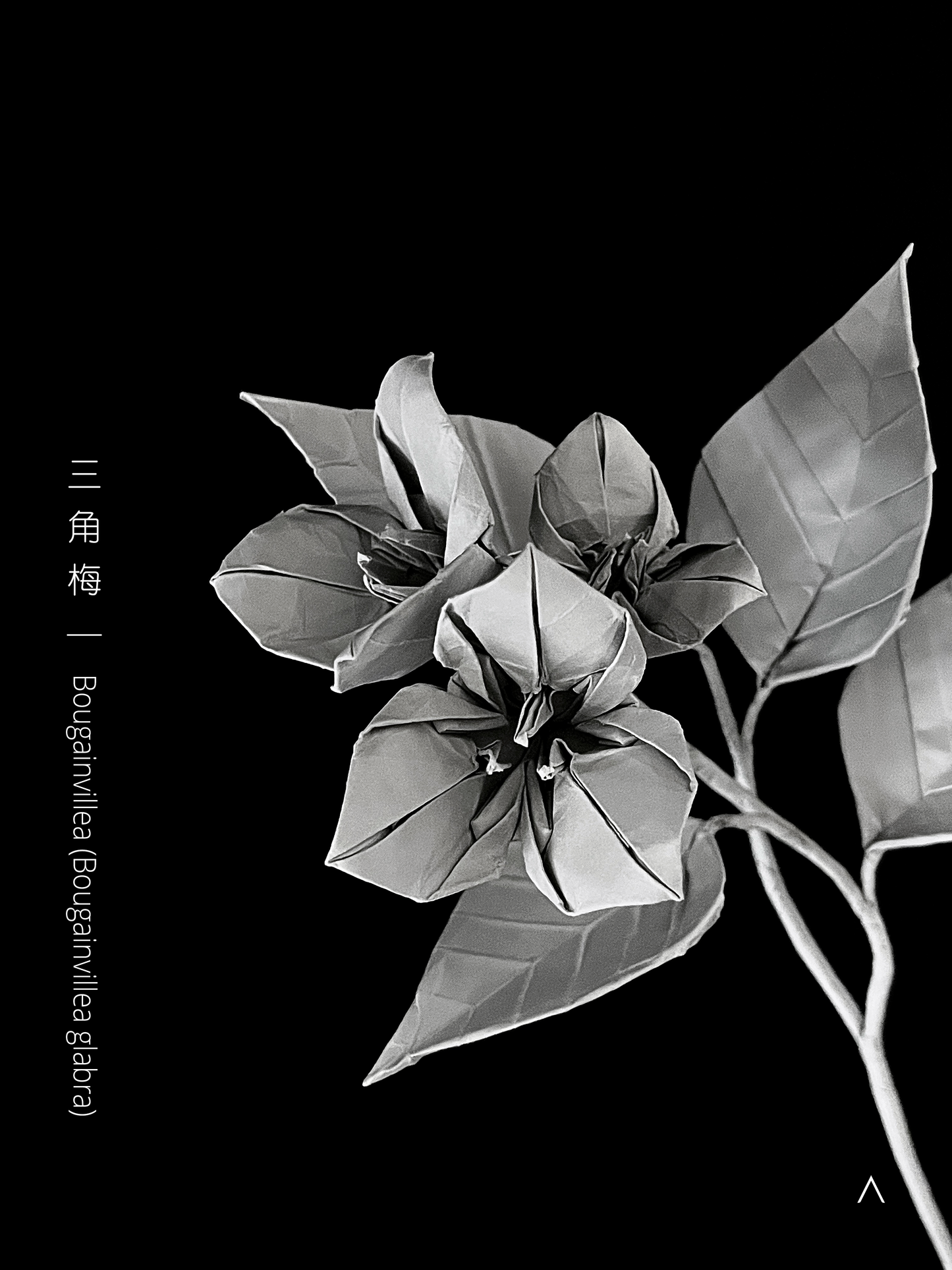 Bougainvillea 三角梅