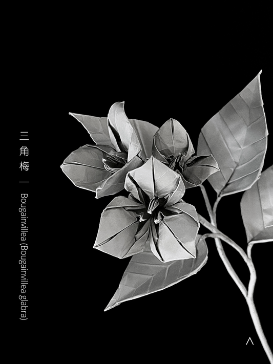 Bougainvillea 三角梅