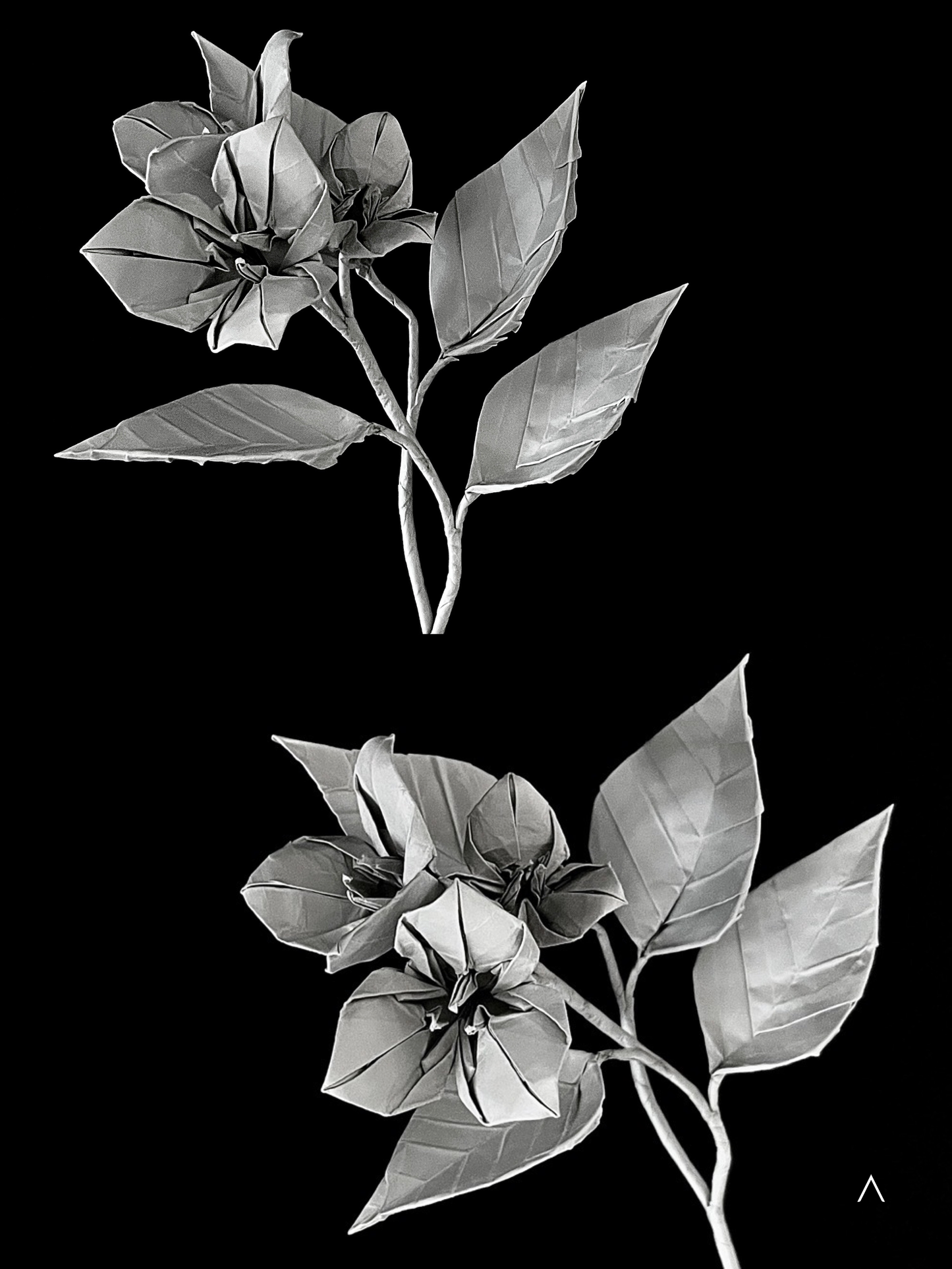 Bougainvillea 三角梅