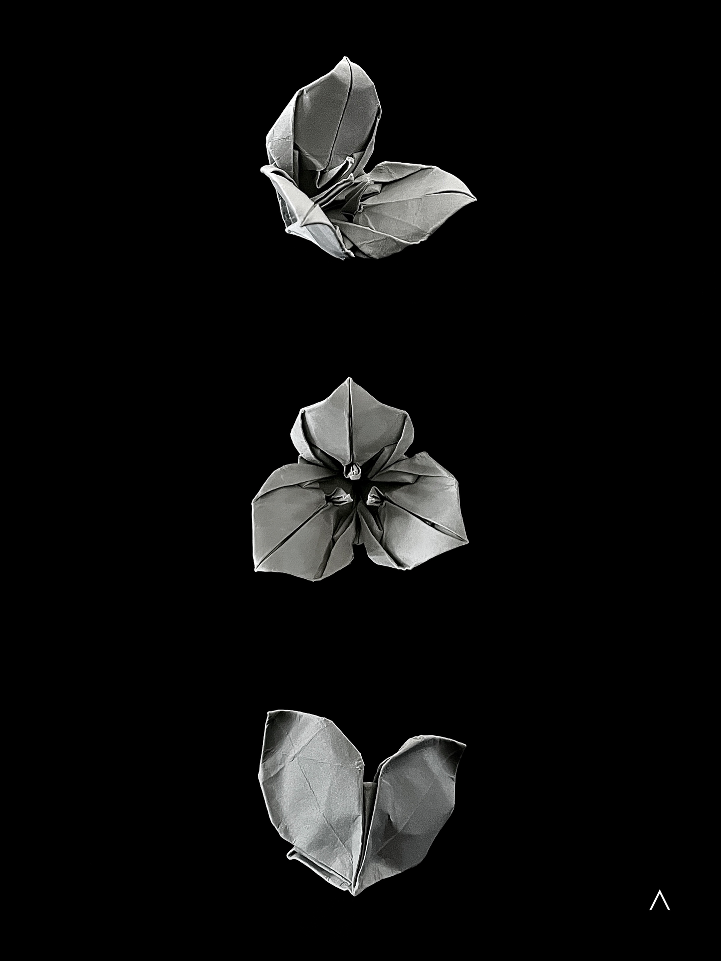 Bougainvillea 三角梅