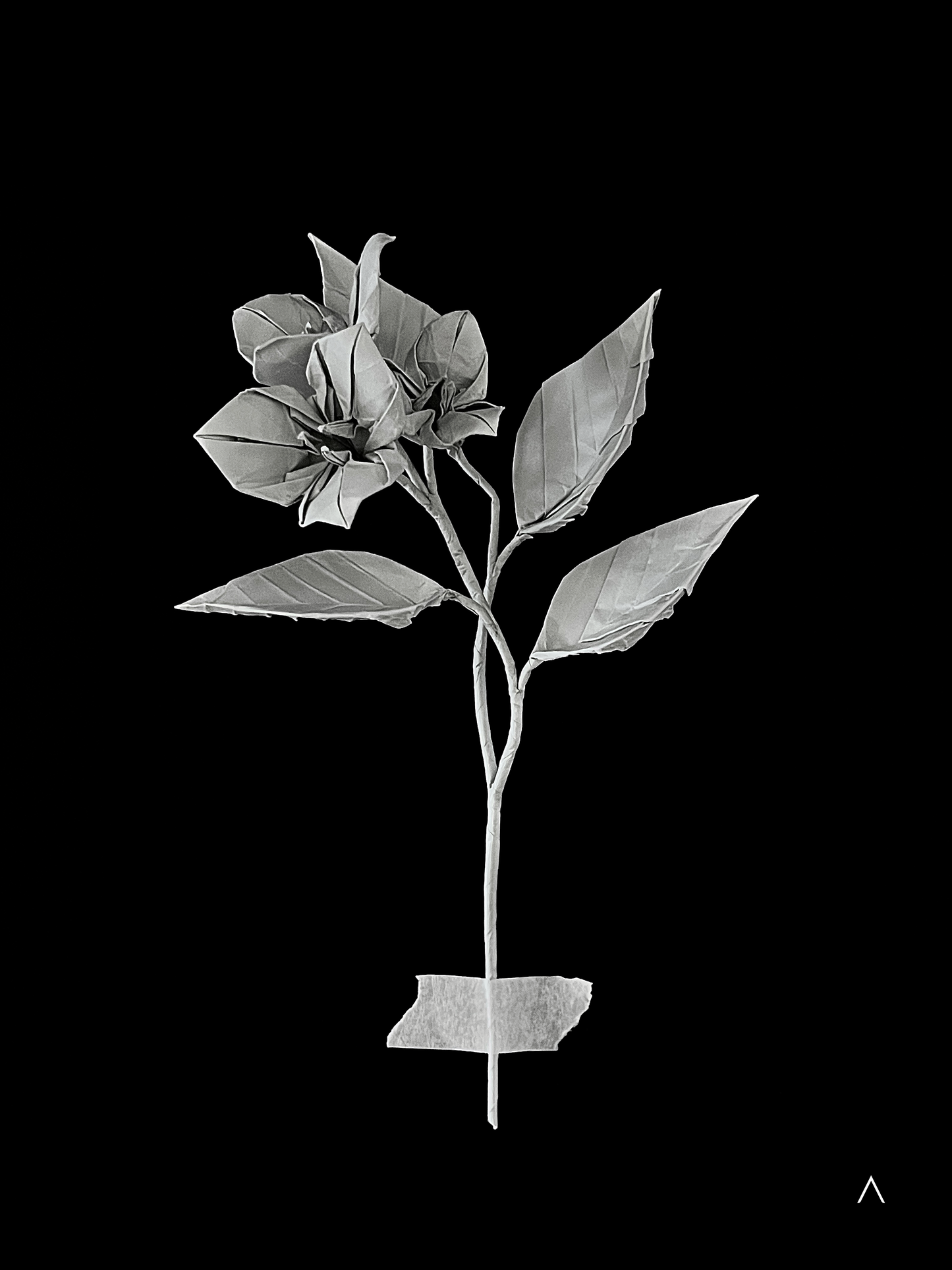 Bougainvillea 三角梅