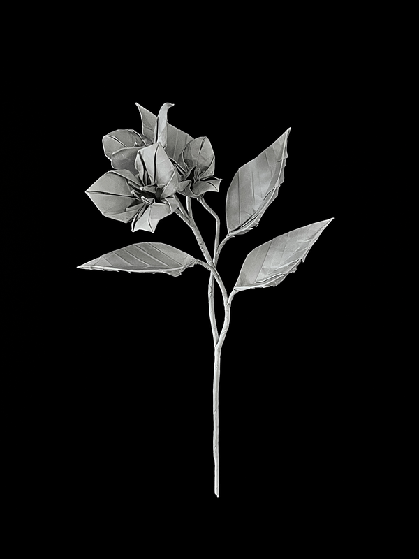 Bougainvillea 三角梅